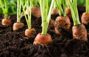 Vegetable Garden